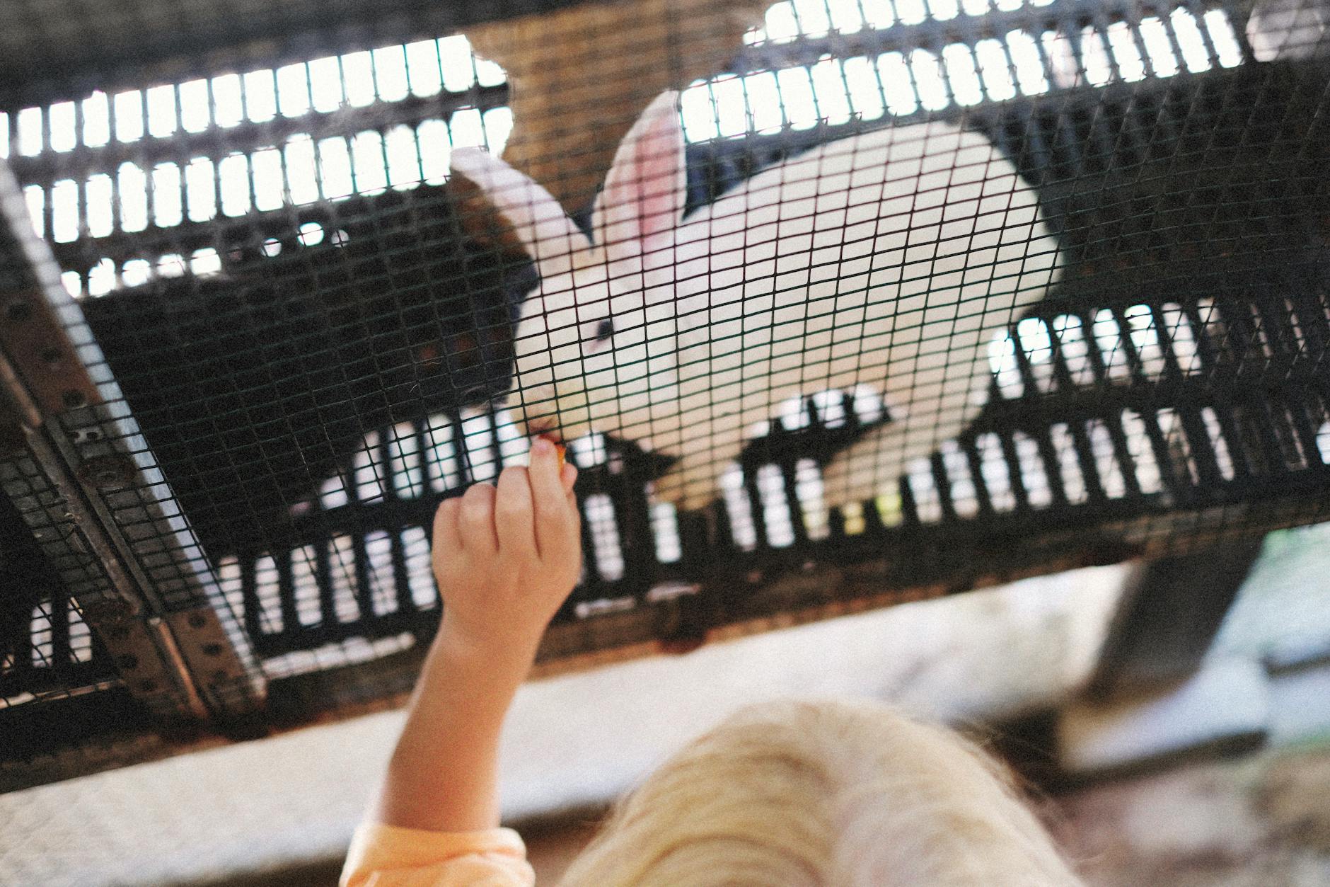 Child petting farm animals at an open air zoo