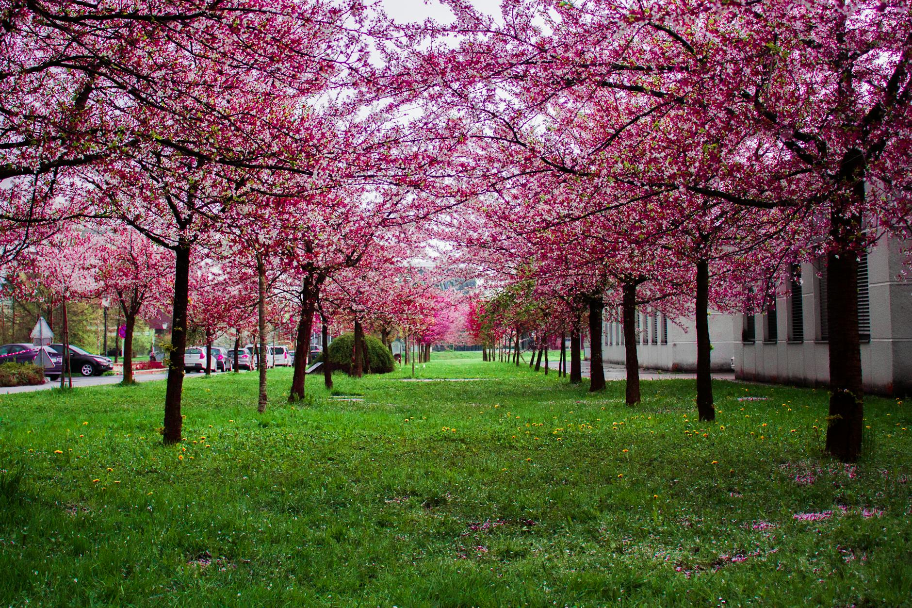Cherry blossoms in a European park in spring