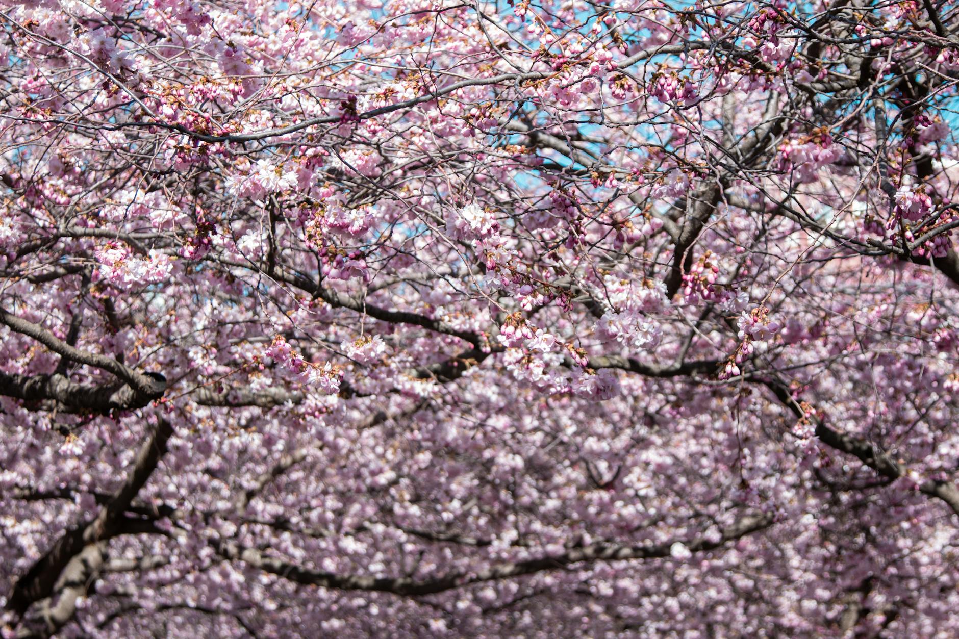 Stockholm cherry blossoms Kungsträdgården — Stockholm in April