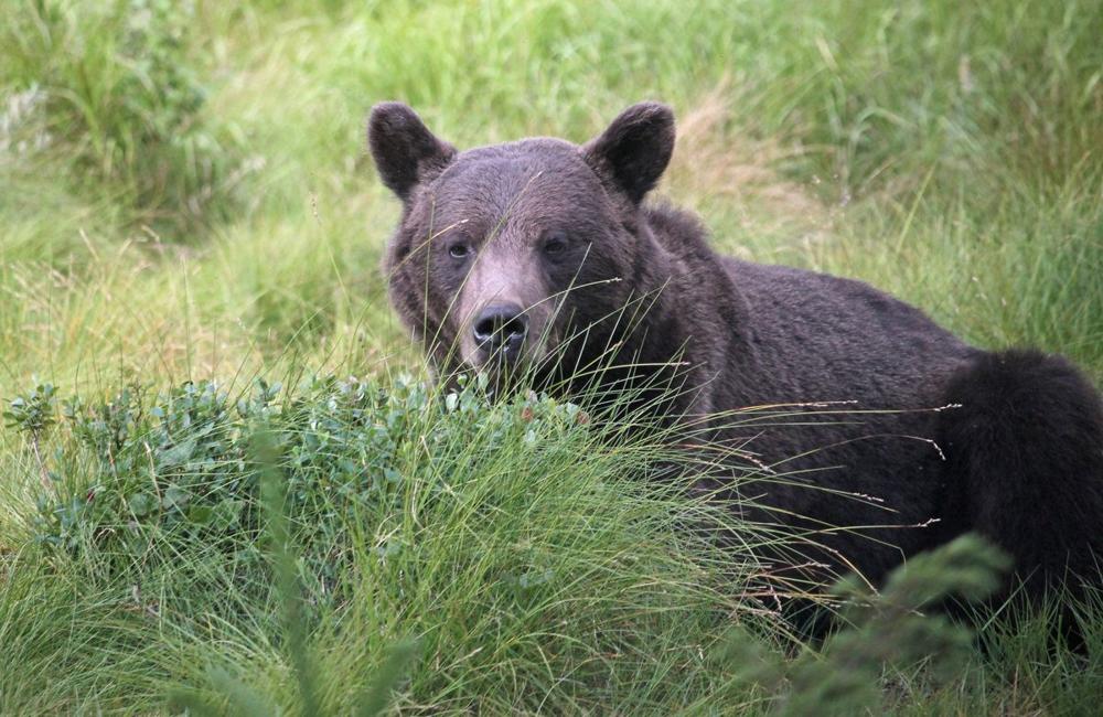A brown bear, one of the native Nordic species you can see at Skansen zoo in Stockholm