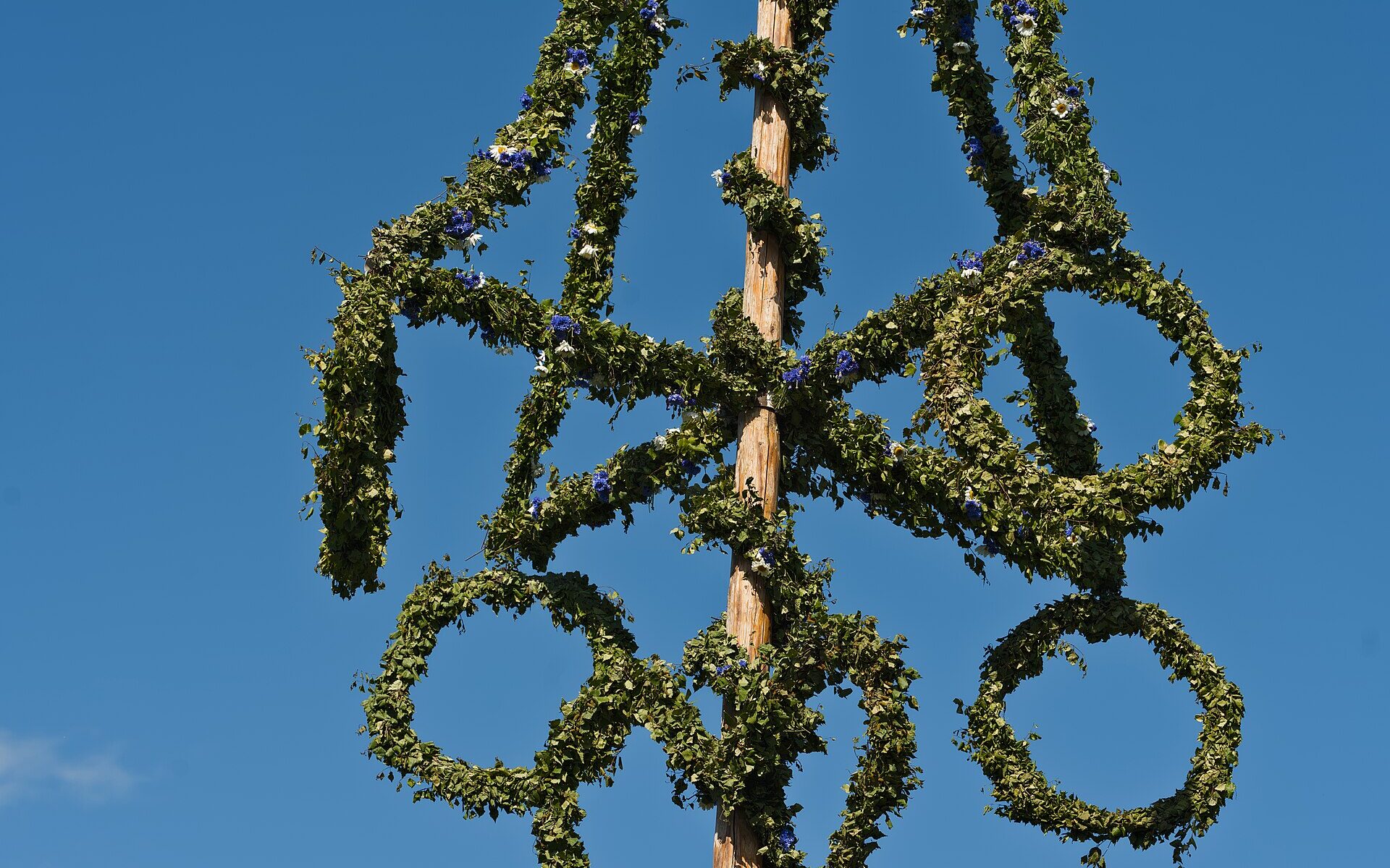 The leafy crossbar and rings of a midsummer maypole dressed with birch leaves and blue cornflowers against a clear blue sky at Skansen