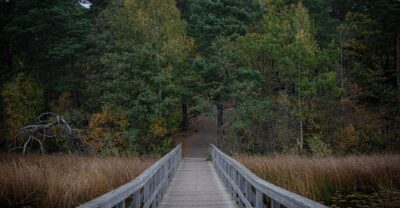 A weathered wooden footbridge crossing reeds and lily pads on Söderbysjön towards pine and autumn birch forest in the Nacka nature reserve