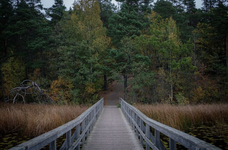 A weathered wooden footbridge crossing reeds and lily pads on Söderbysjön towards pine and autumn birch forest in the Nacka nature reserve